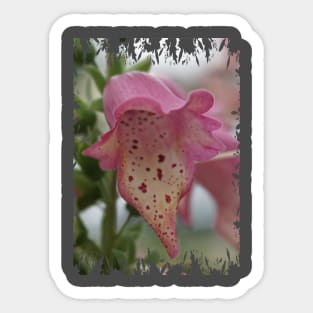 Pink Foxglove Sticker